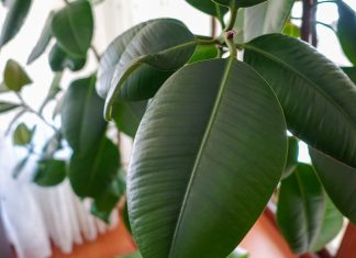 Правила размножение каучуконосного фикуса — 3 способа с инструкциями - Блоги компаний Правила размножение каучуконосного фикуса — 3 способа с инструкциями.