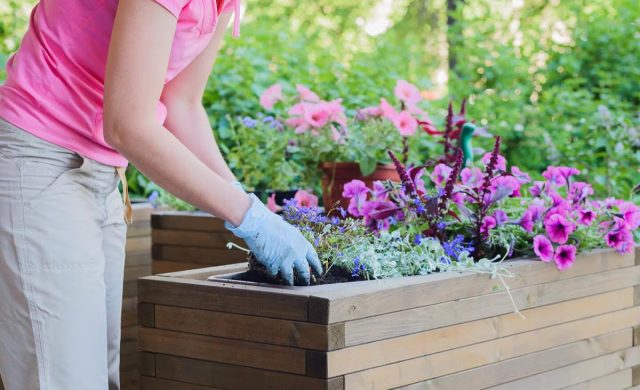 Садоводы пошли дальше и по такому же принципу сделали клумбы с подогревом для теплолюбивых, экзотических цветов с мелкой корневой системой.