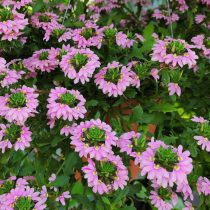 Сцевола (Scaevola aemula) Сцевола (Scaevola aemula)