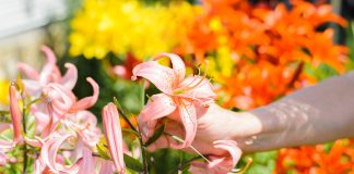 Секреты цветения лилий: все об уходе за луковичными.