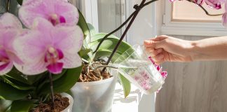Секреты полива комнатной орхидеи — вы должны это знать.