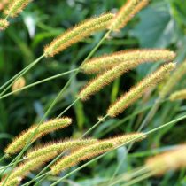 Щетинник (Setaria) Щетинник (Setaria)