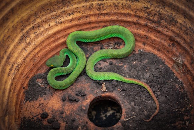 Континентальные европейские змеи, итальянские стенные ящерицы и гекконы регулярно обнаруживаются в грузах с декоративными оливковыми деревьями, которые везут в северную Европу.