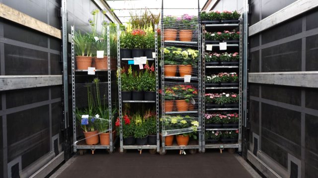 Раньше растения месяцами ехали морем, и большинство вредителей не выживало. Сейчас от плантации в Таиланде до магазина в Москве может пройти буквально неделя.