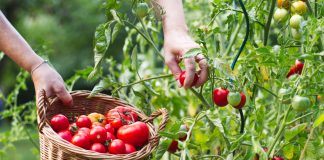 Как вырастить по-настоящему сладкие фрукты и овощи? Все секреты - Сад и огород Как вырастить по-настоящему сладкие фрукты и овощи? Все секреты