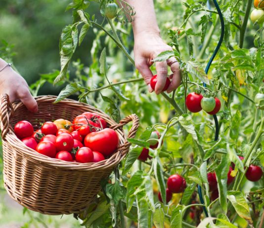 Как вырастить по-настоящему сладкие фрукты и овощи? Все секреты - Овощи Как вырастить по-настоящему сладкие фрукты и овощи? Все секреты