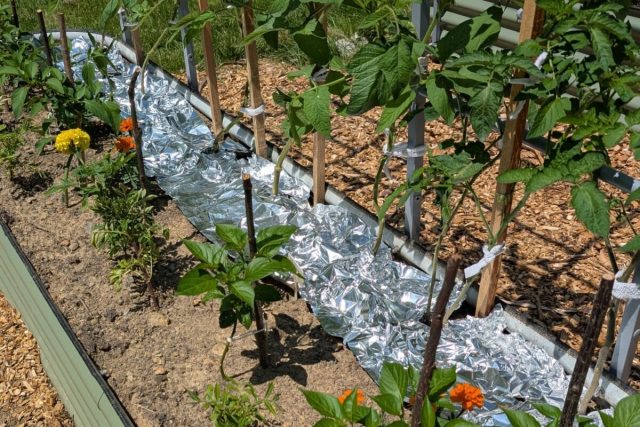Одна моя знакомая укладывает между томатами в теплице старый фольгированный утеплитель (фольгой наружу) с целью убить двух зайцев: добавить отражённого света томатам и закрыть почву от лишнего испарения.