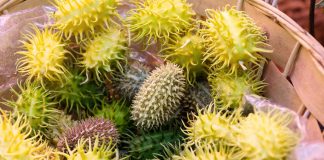 5 тыквенных экзотов, которые вам стоит вырастить у себя на участке - Бахчевые культуры 5 тыквенных экзотов, которые вам стоит вырастить у себя на участке