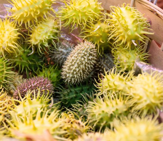 5 тыквенных экзотов, которые вам стоит вырастить у себя на участке - Бахчевые культуры 5 тыквенных экзотов, которые вам стоит вырастить у себя на участке