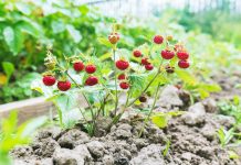 Земклуника — ягода, которая удивляет. Какие сорта вырастить? Земклуника — ягода, которая удивляет. Какие сорта стоит вырастить?