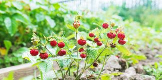 Земклуника — ягода, которая удивляет. Какие сорта стоит вырастить?