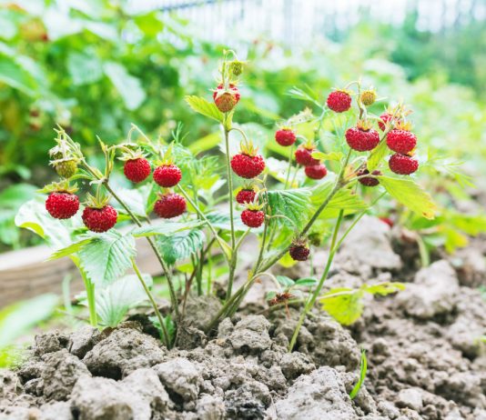 Земклуника — ягода, которая удивляет. Какие сорта вырастить? - Сад и огород Земклуника — ягода, которая удивляет. Какие сорта стоит вырастить?