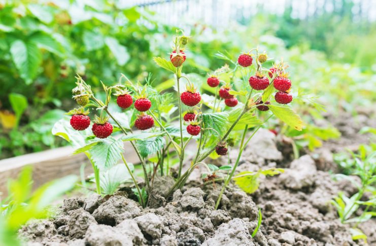 Земклуника — ягода, которая удивляет. Какие сорта вырастить? Земклуника — ягода, которая удивляет. Какие сорта стоит вырастить?