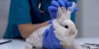 Ушной клещ у кроликов: симптомы, лечение и профилактика ушной чесотки Ушной клещ у кроликов: симптомы, лечение и профилактика ушной чесотки.