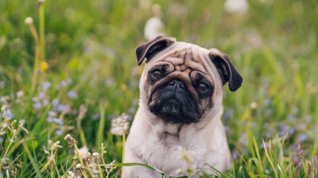 Мопсы — собаки-эмпаты, такие же чувствительные, как и наши любимые люди-рыбки. Они чувствует вас тоньше, чем вы сами себя чувствуете. Вам грустно — он грустный. Вам весело — он носится по квартире. Мопсы — собаки-эмпаты, такие же чувствительные, как и наши любимые люди-рыбки. Они чувствует вас тоньше, чем вы сами себя чувствуете. Вам грустно — он грустный. Вам весело — он носится по квартире.