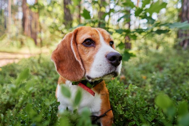 Бигль — это вечный щенок в теле взрослой собаки. Ему десять лет, а он ведёт себя так, будто вчера родился: всё интересно, всё ново, всё надо понюхать. Бигль — это вечный щенок в теле взрослой собаки. Ему десять лет, а он ведёт себя так, будто вчера родился: всё интересно, всё ново, всё надо понюхать.