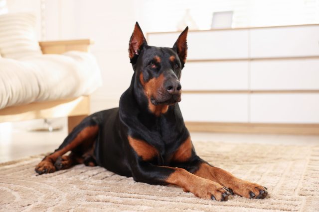 Лев — Доберман: благородный и гордый аристократ. Он садится — и занимает пространство. Он смотрит — и вы чувствуете его взгляд. Лев — Доберман: благородный и гордый аристократ. Он садится — и занимает пространство. Он смотрит — и вы чувствуете его взгляд.