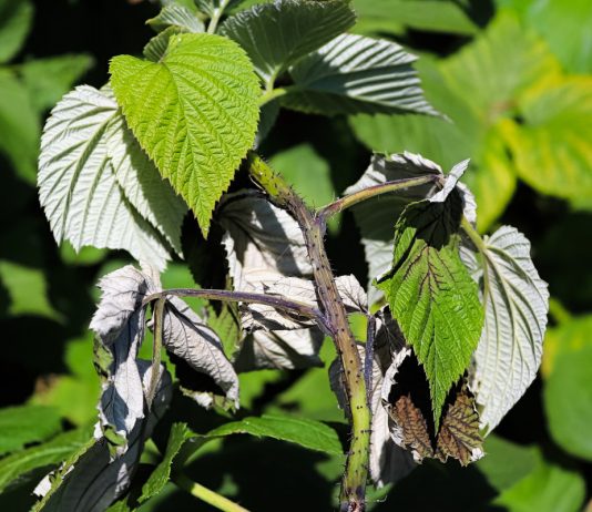 Вертициллезное увядание — как оно может уничтожить сад и что делать? - Бахчевые культуры Вертициллезное увядание — как оно может уничтожить сад и что делать?