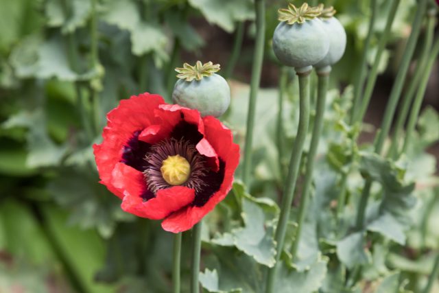 Запрещен Мак снотворный (Papaver somniferum) и другие виды мака, содержащие наркотические вещества.