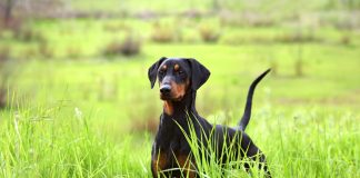 Зачем собакам купируют уши и хвост? Вся правда об операции.