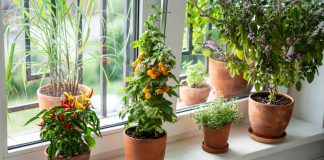 Зимний огород в квартире — обеспечиваем себя свежими овощами.