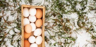Зимняя яйценоскость кур-несушек: секреты сохранения продуктивности.