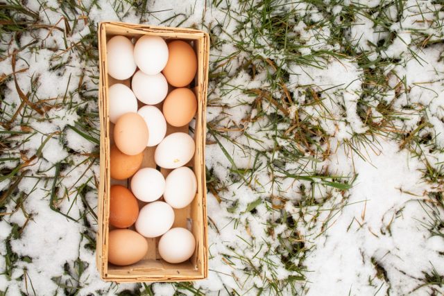 Зимняя яйценоскость кур-несушек: секреты сохранения продуктивности.