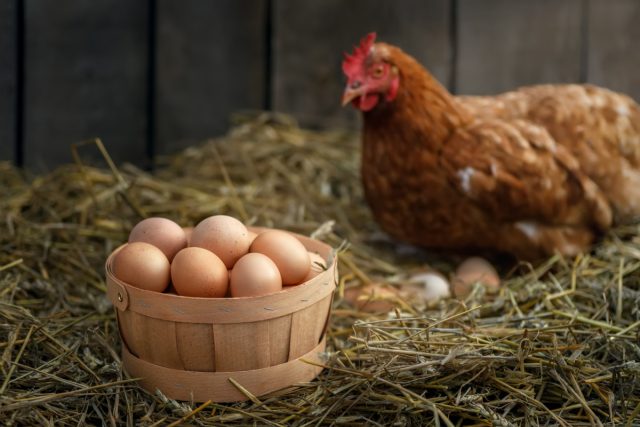 Наибольшей зимней продуктивностью отличаются яичные кроссы (Ломан Браун, Хайсекс). Пик яйценоскости приходится на возраст 7–14 месяцев.
