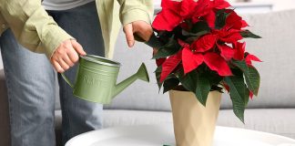 Золотое правило полива пуансеттии — как не залить и не пересушить?