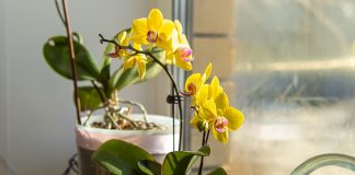 Секреты идеального субстрата для орхидей — как собрать правильно