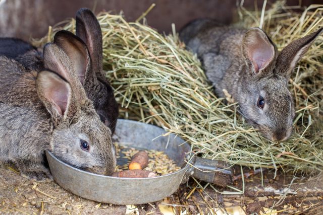 Ошибки в кормлении — частая беда новичков: кроликам нужно полноценное меню, а не один-два вида кормов. Чтобы не навредить, начинающим проще использовать готовые комбикорма, сочетая их с сеном, зерном и сочными добавками вроде травы, овощей и фруктов.