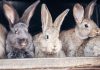 10 ошибок начинающего кроликовода, которые сводят на нет весь труд