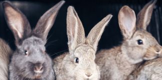 10 ошибок начинающего кроликовода, которые сводят на нет весь труд