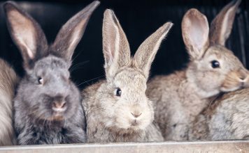 10 ошибок начинающего кроликовода, которые сводят на нет весь труд 10 ошибок начинающего кроликовода, которые сводят на нет весь труд