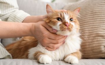 11 добрых пород кошек, которые по-настоящему тянутся к человеку 11 добрых пород кошек, которые по-настоящему тянутся к человеку