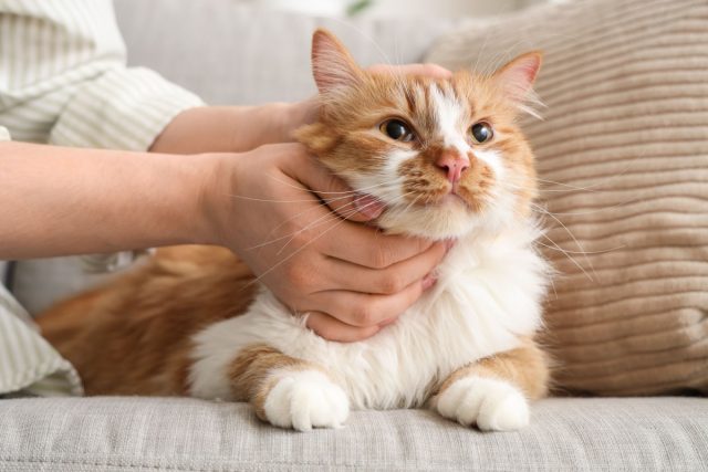 11 добрых пород кошек, которые по-настоящему тянутся к человеку