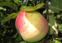 10 самых сладких сортов яблок для средней полосы