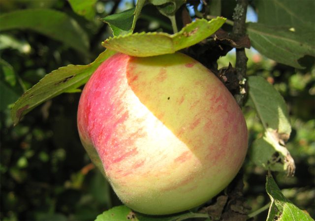 10 самых сладких сортов яблок для средней полосы