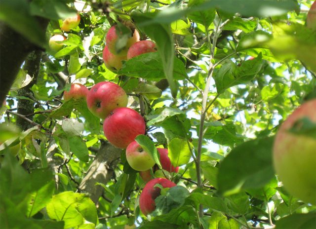Грушовка красная. Ранний старинный сорт. Плоды до 100 г, полосатые или ярко-красные, кисло-сладкие, сочные, медовый аромат, хорошо дозревают на дереве.