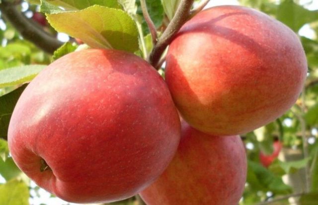 Пепин шафранный. Раннезимний мичуринский сорт. Плоды небольшие, 85 г, овально-конические, жёлтые с красным румянцем, сладкие, с лёгким винным послевкусием, ароматные.