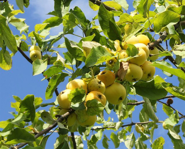 Золотая китайка ранняя. Раннеспелый мичуринский сорт. Яблоки мелкие, 30–40 г, жёлтые, кисловато-сладкие, медового аромата, сочные, лучше есть сразу после созревания.