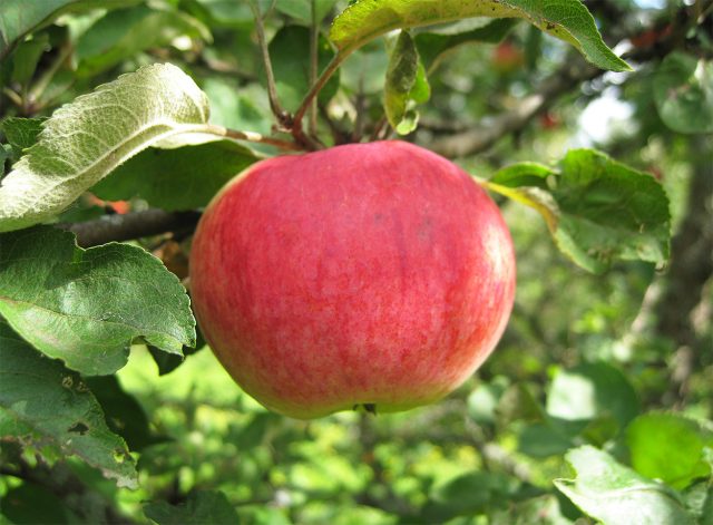 Конфетное. Раннелетний сорт. Плоды 70–80 г, плоскоокруглые, бледно-жёлтые с розово-карминовым румянцем, мякоть сочная, кисло-сладкая, с фруктовыми нотками.