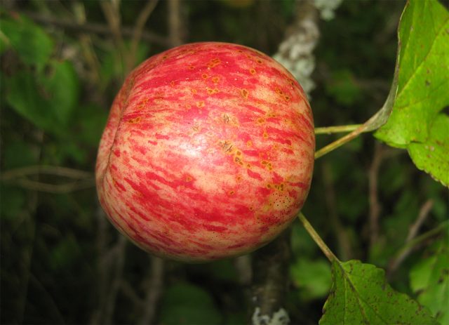 Коричное полосатое. Старинный раннеосенний сорт. Плоды 70–90 г, плоскоокруглые, полосатые на зелёно-жёлтой кожице, кисло-сладкие, с выраженным ароматом корицы.