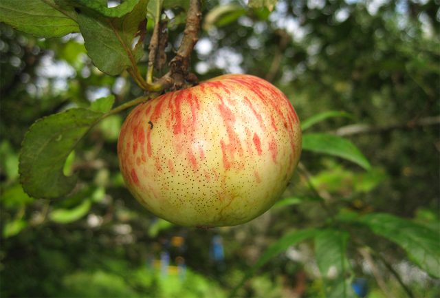 Медуница. Позднелетний зимостойкий сорт. Яблоки 110–120 г, плоскоокруглые, зелёно-жёлтые с карминовыми полосами, сочные, медово-сладкие, ароматные.