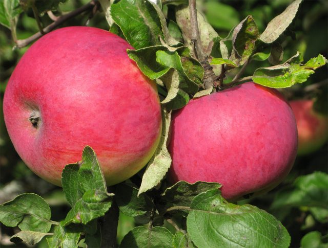 Штрифель красный. Осенний сорт. Плоды средние, округлые, желтовато-зелёные с красными штрихами, затем красный румянец покрывает большую часть яблока. Кисло-сладкие, с лёгкими пряными нотками.