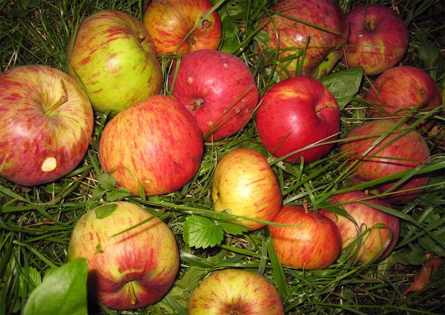 Лобо. Позднезимний сорт. Плоды крупные, 130–200 г, округло-конические, зелёно-жёлтые с малиновым размытым румянцем, сочные, кисло-сладкие, с пряными нотками.