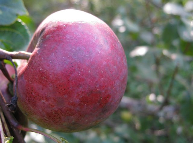 Белорусское сладкое. Позднезимний сорт. Яблоки крупные, 135–200 г, округлые, светло-жёлтые с тёмно-красным размытым румянцем, мякоть сочная, сладкая, полумаслянистая.