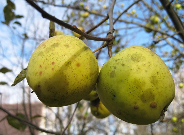 Брянское золотистое. Позднезимний сорт. Плоды крупные, продолговато-конические, золотисто-жёлтые с размытым розовым румянцем, сочные, кисло-сладкие, с лёгким пряным ароматом.