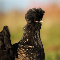 Павловская порода