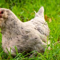 Порода Араукана